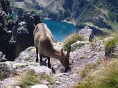 SALITA AL PIZZO DEL BECCO DALLA FERRATA CON DISCESA DAL PASSO DI SARGEGNANA il 6 settembre 2009 - FOTOGALLERY